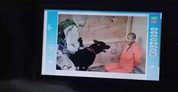 印尼巴士模拟器国产车辆模组 